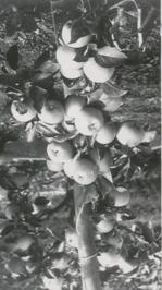 1974 - Erste Ergebnisse